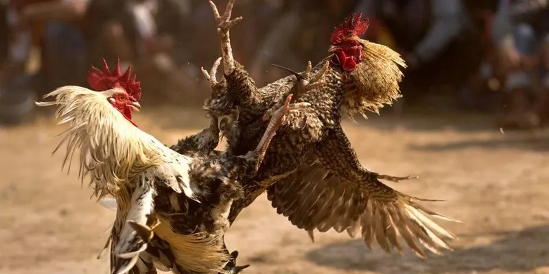 Chiến kê hay thắng luôn được người chơi đá gà chọi lựa chọn